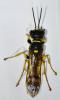 Mellinus arvensis